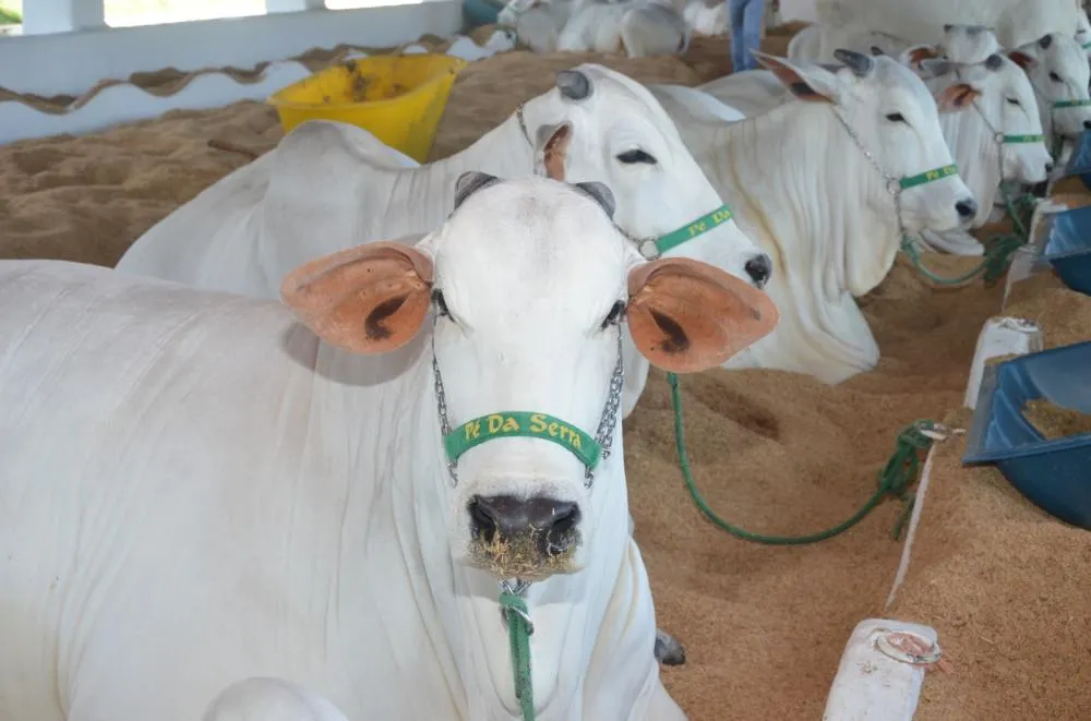 Expoagro 2025 começa com chegada de mais de 100 cabeças de gado Nelore em Franca
