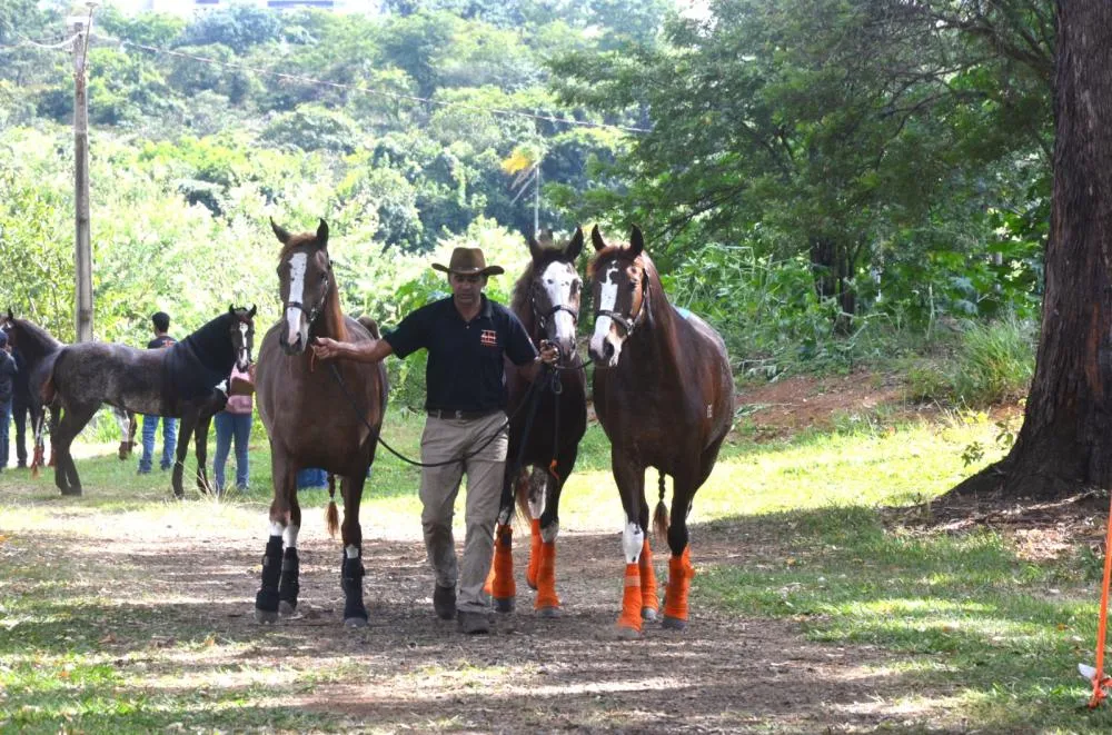 54ª Expoagro Franca começa com exposições de gado Nelore e Mangalarga Paulista