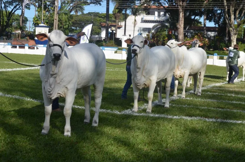 54ª Expoagro de Franca bate recorde com exposições de cavalos Mangalarga e Nelore