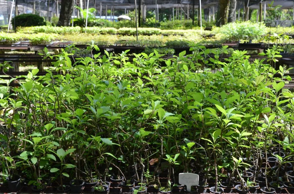 Oficina gratuita ensina práticas com plantas medicinais e abre 50 vagas para interessados em Franca
