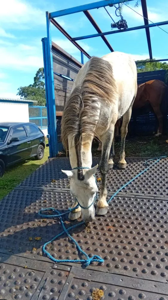 Ação conjunta recolhe 12 animais de grande porte soltos em bairros da Zona Norte de Franca