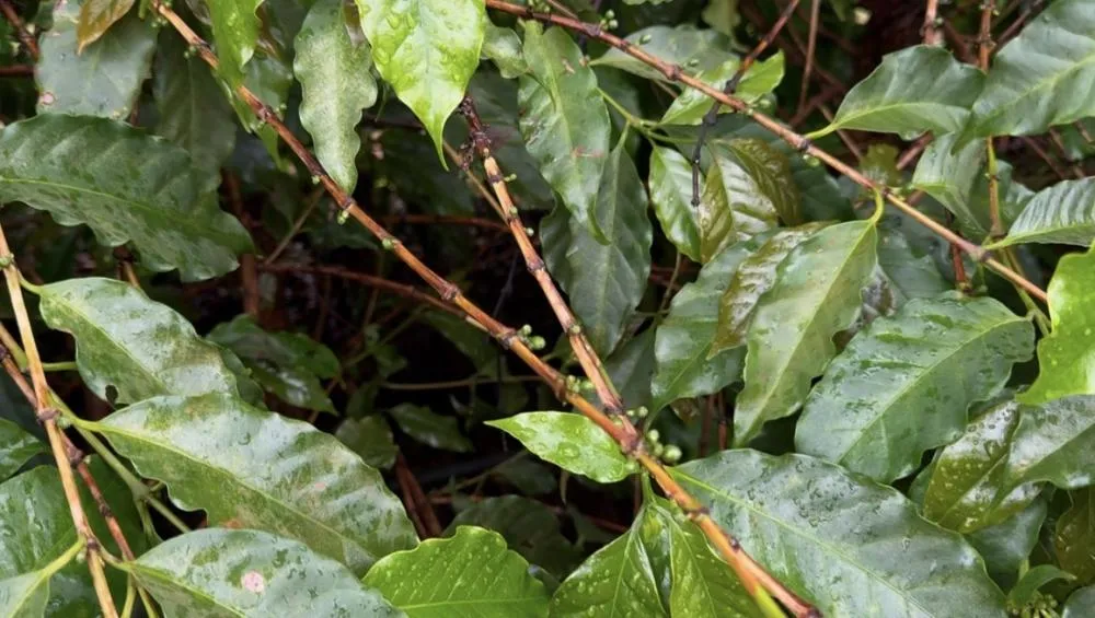 Seca impacta lavouras de café e preços disparam no mercado internacional