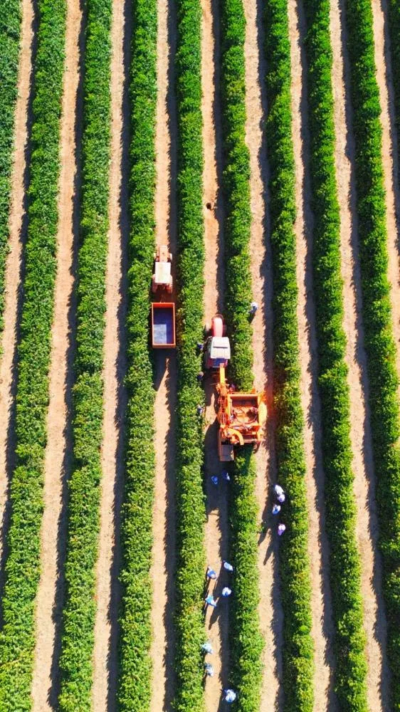 Colheita de café na Alta Mogiana chega a 50%, mas rendimento decepciona produtores