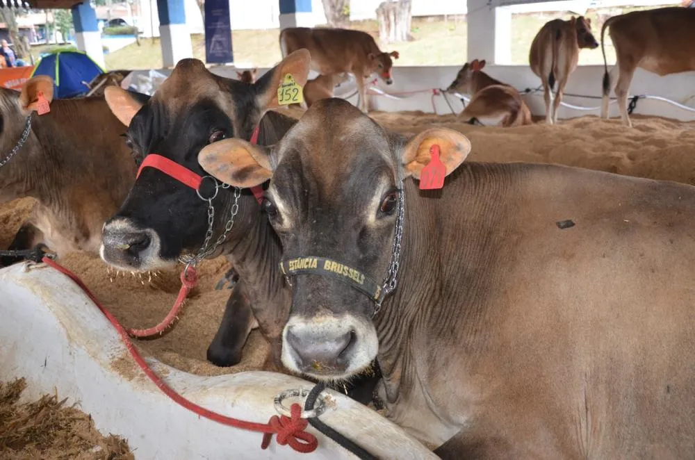 Expoagro terá julgamentos de Mangalarga e provas equestres a partir desta quinta