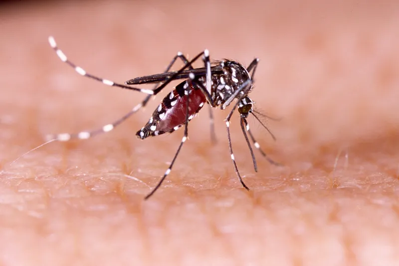 São Paulo: Entenda porque os casos de dengue aumentam no verão