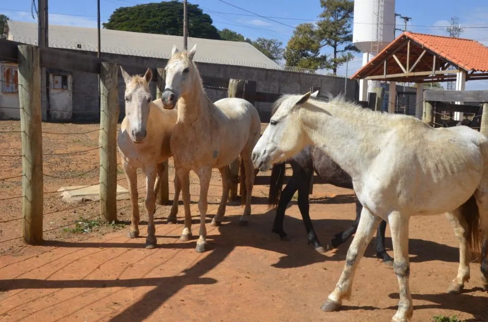 Ação do Canil Municipal recolhe quatro cavalos soltos no Jardim Paineiras em Franca