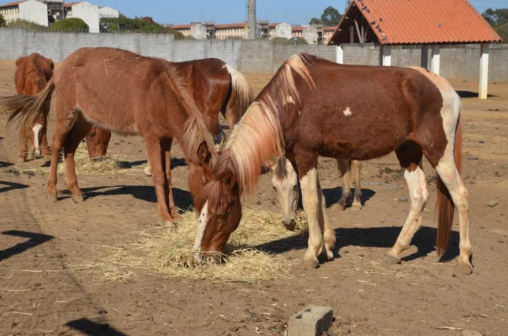 Franca realiza leilão de 13 animais de grande porte recolhidos em vias públicas em setembro
