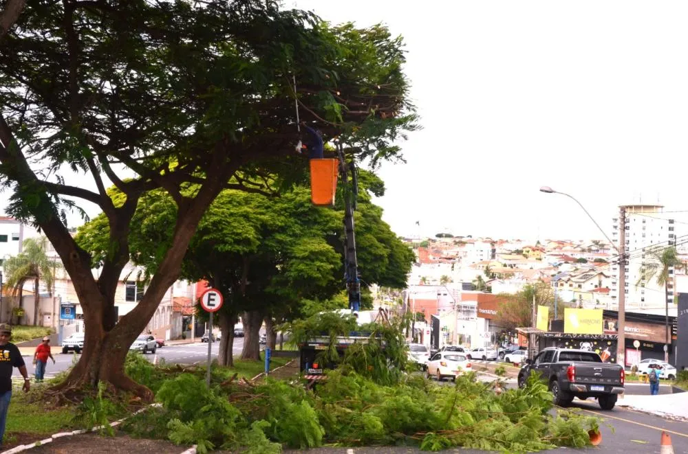 Franca intensifica serviços de poda de árvores em áreas públicas