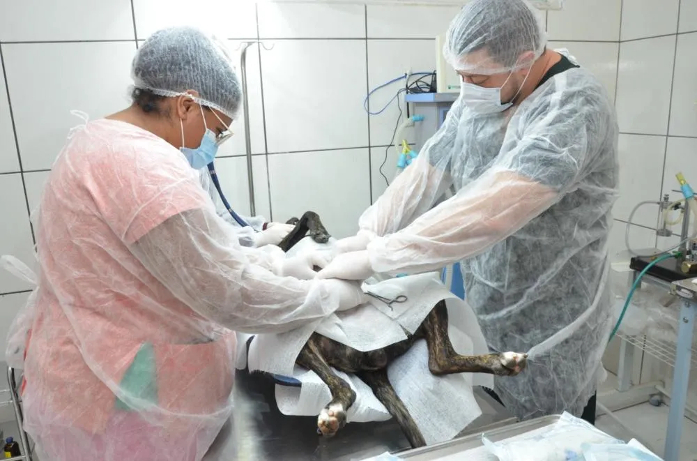 Franca amplia programa de castração gratuita com mais 2.640 vagas para cães e gatos