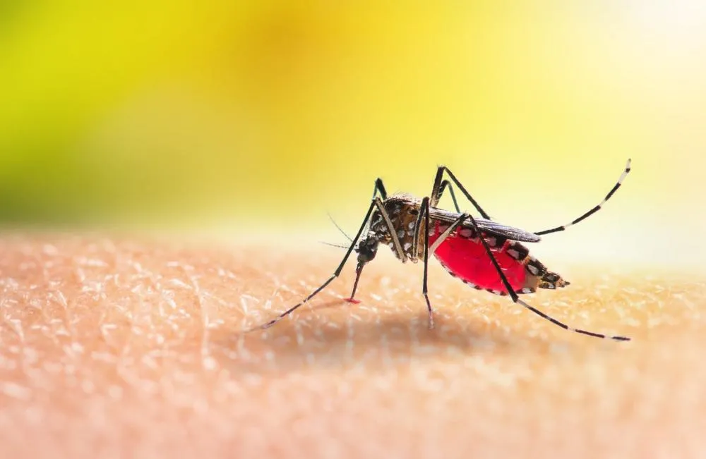 Aumento de casos de dengue em Ribeirão Preto reforça alerta para prevenção e vacinação