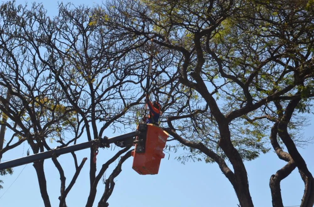 Meio Ambiente intensifica poda de árvores em vias estratégicas de Franca para garantir segurança e convivência harmoniosa