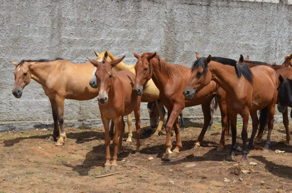 Canil Municipal de Franca leiloa animais de grande porte