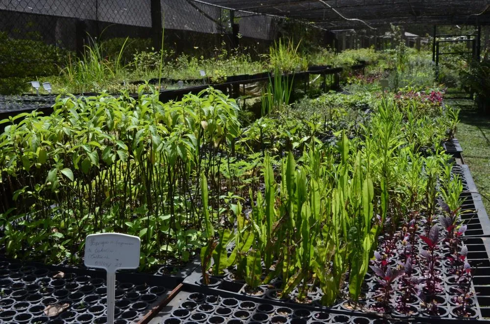 2ª Oficina de Capacitação em Plantas Medicinais abre inscrições