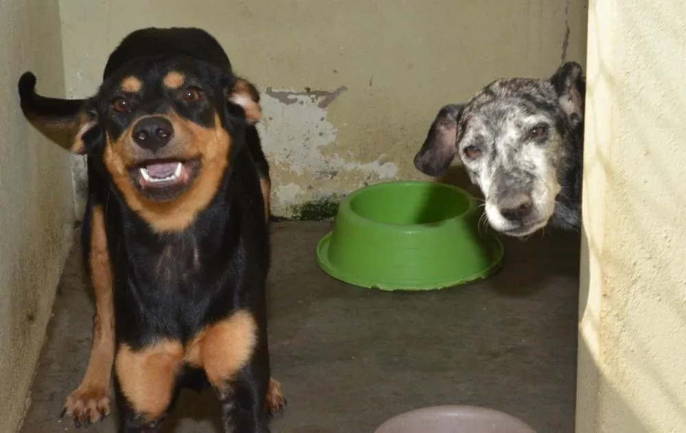 Serviço Emergencial de Resgate a Animais Retoma Atendimentos 24 Horas